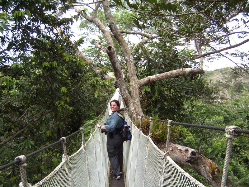 Canopy walk in the Amazon