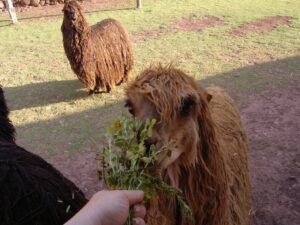 Alpaca eating leaves