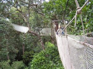 canopy walk
