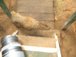 The resident Capybara at the lodge