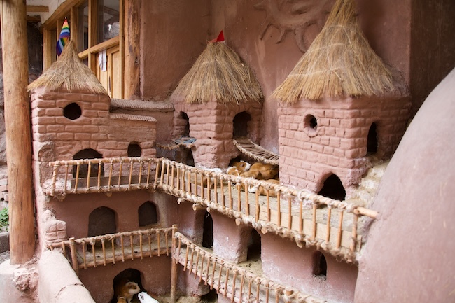 Guinea pig pen in Cusco