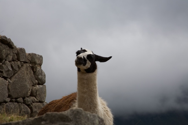 Alpaca
