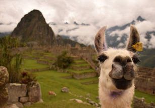 Alpaca at Machu Picchu